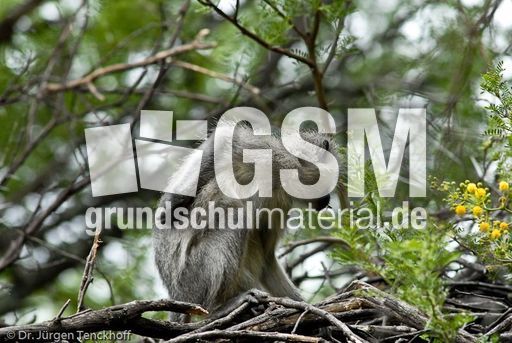 Grüne Meerkatzen (23 von 67).jpg